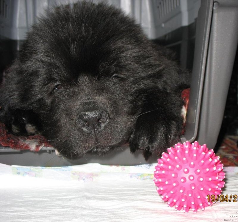 Фото: ньюфаундленд Beguschaya po Volnam Elegant Elizabeth (Бегущая по Волнам Елегант Елизабетх)