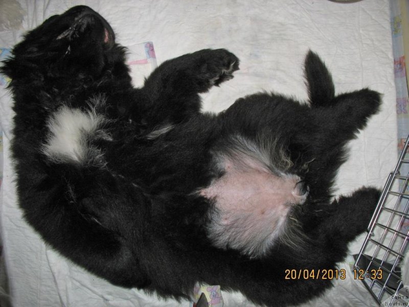 Фото: ньюфаундленд Beguschaya po Volnam Elegant Elizabeth (Бегущая по Волнам Елегант Елизабетх)