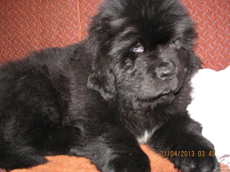 Фото: ньюфаундленд Beguschaya po Volnam Elegant Elizabeth (Бегущая по Волнам Елегант Елизабетх)