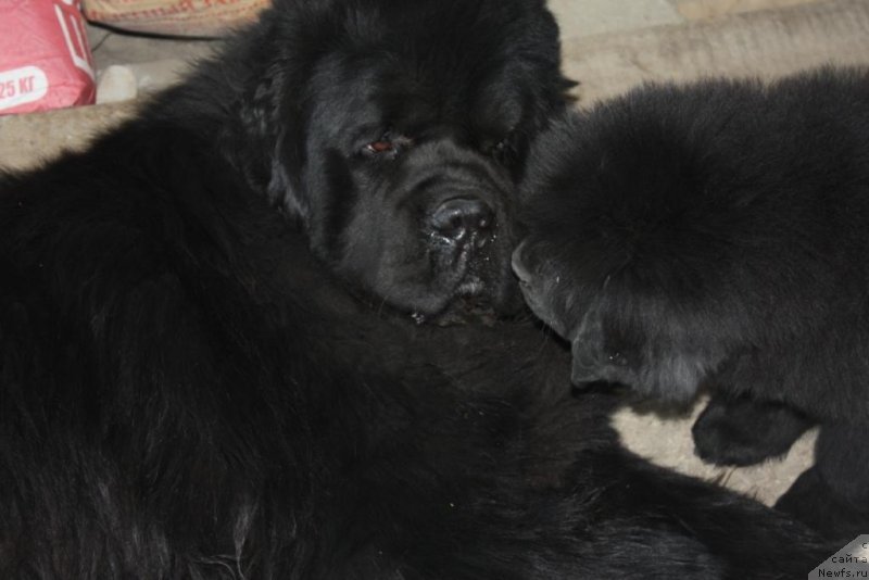 Фото: ньюфаундленд Beguschaya po Volnam Elegant Elizabeth (Бегущая по Волнам Елегант Елизабетх), ньюфаундленд Knyaz Dodon s Berega Dona (Князь Додон с Берега Дона)