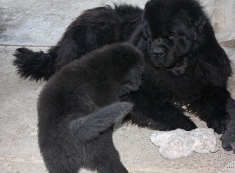 Фото: ньюфаундленд Beguschaya po Volnam Elegant Elizabeth (Бегущая по Волнам Елегант Елизабетх), ньюфаундленд Knyaz Dodon s Berega Dona (Князь Додон с Берега Дона)