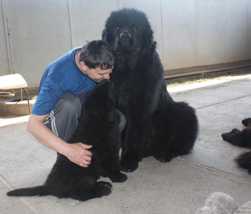 Фото: ньюфаундленд Beguschaya po Volnam Elegant Elizabeth (Бегущая по Волнам Елегант Елизабетх), ньюфаундленд Jguchiy Bryunet s Berega Dona (Жгучий Брюнет с Берега Дона)