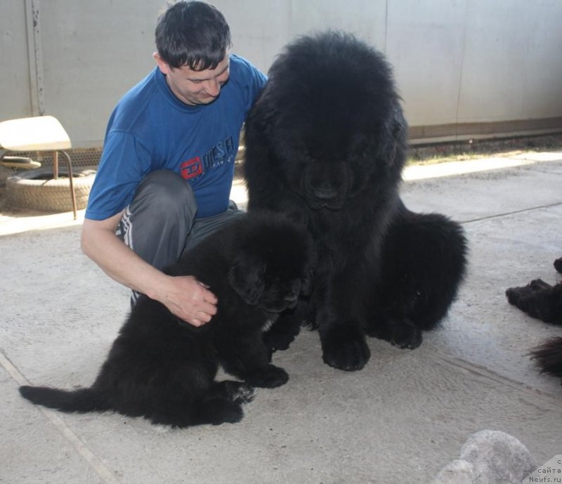 Фото: ньюфаундленд Beguschaya po Volnam Elegant Elizabeth (Бегущая по Волнам Елегант Елизабетх), ньюфаундленд Jguchiy Bryunet s Berega Dona (Жгучий Брюнет с Берега Дона)