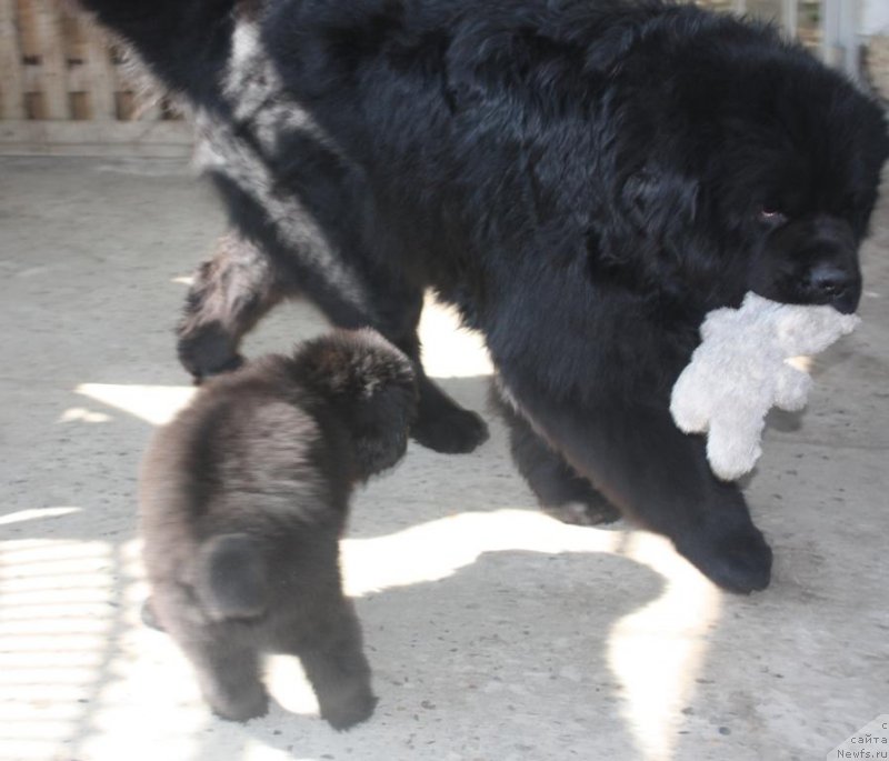 Фото: ньюфаундленд Beguschaya po Volnam Elegant Elizabeth (Бегущая по Волнам Елегант Елизабетх), ньюфаундленд Jguchiy Bryunet s Berega Dona (Жгучий Брюнет с Берега Дона)