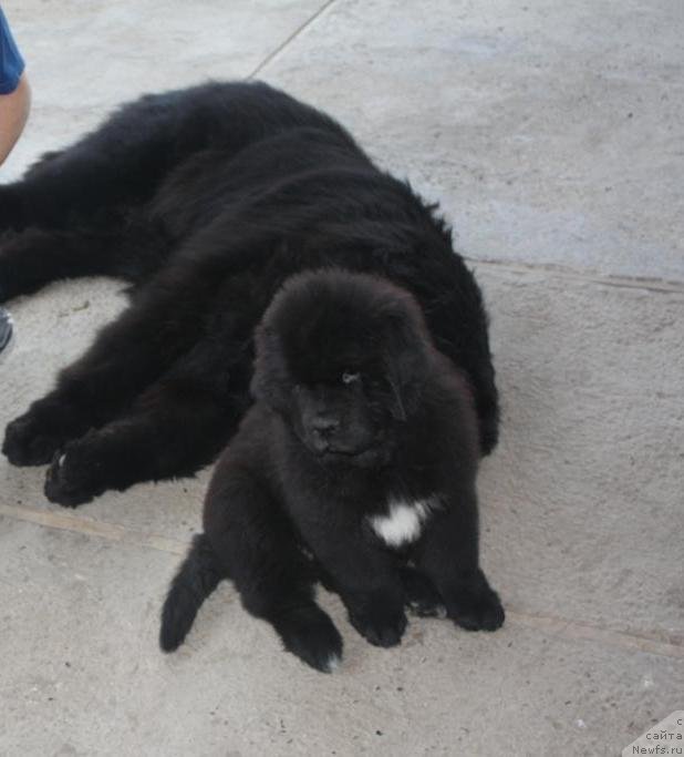Фото: ньюфаундленд Beguschaya po Volnam Elegant Elizabeth (Бегущая по Волнам Елегант Елизабетх)