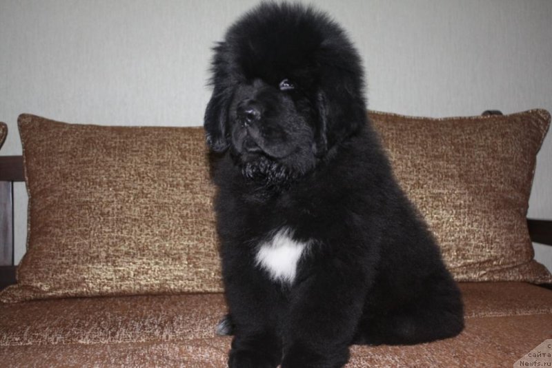 Фото: ньюфаундленд Beguschaya po Volnam Elegant Elizabeth (Бегущая по Волнам Елегант Елизабетх)