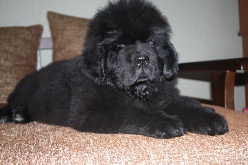 Фото: ньюфаундленд Beguschaya po Volnam Elegant Elizabeth (Бегущая по Волнам Елегант Елизабетх)