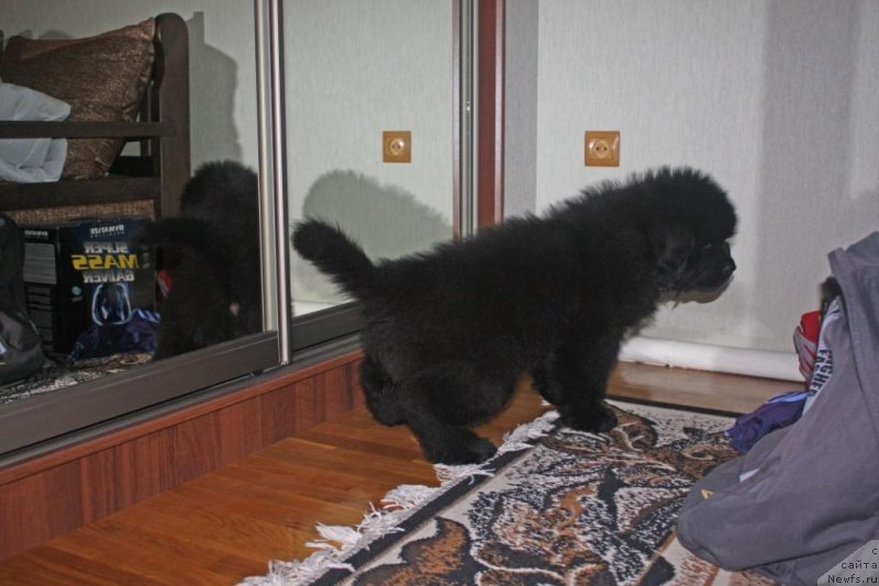 Фото: ньюфаундленд Beguschaya po Volnam Elegant Elizabeth (Бегущая по Волнам Елегант Елизабетх)