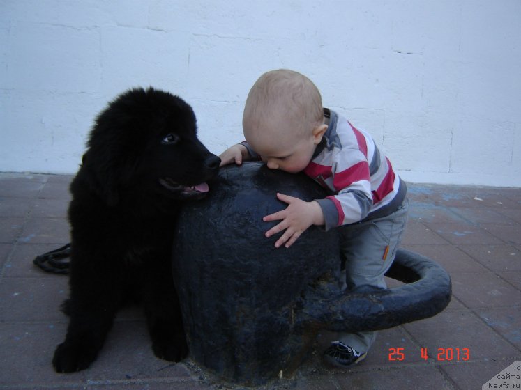 Фото: ньюфаундленд Spart Great Bavariya Bell (Спарт Грейт Бавария Бель), Миша
