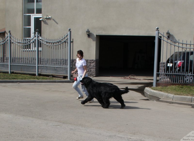 Фото: ньюфаундленд My Fulgido Stella (Май Фульджидо Стелла), Lyudmila Kudryavceva (Людмила Кудрявцева)