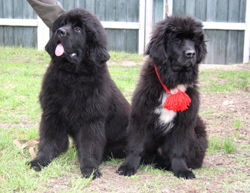 Фото: ньюфаундленд Dark Pride Valentino (Дак Прайд Валентино), ньюфаундленд Dark Pride Vivienne (Дак Прайд Вивьен)