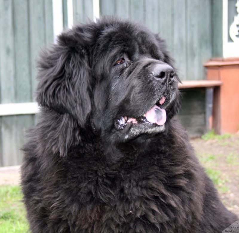 Фото: ньюфаундленд Lesnaya Skazka Ruslana (Лесная Сказка Руслана)