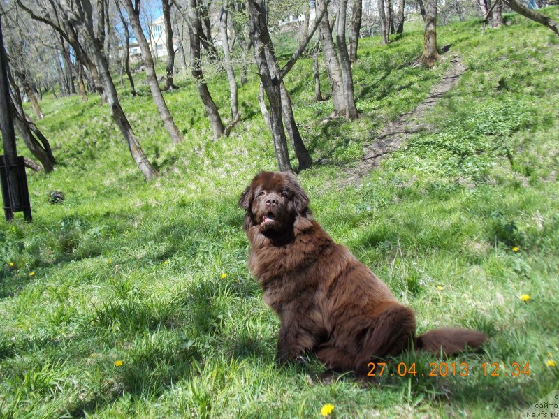Фото: ньюфаундленд Hohotushka s Berega Dona (Хохотушка с Берега Дона)