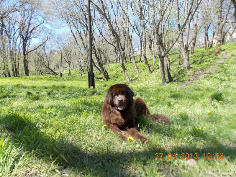 Фото: ньюфаундленд Hohotushka s Berega Dona (Хохотушка с Берега Дона)
