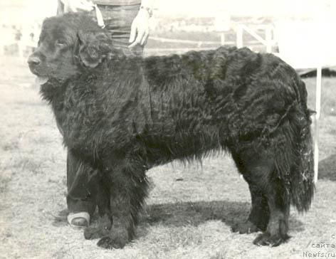 Фото: ньюфаундленд N'yus Lori (Ньюс Лори)