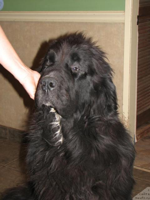 Фото: CastaNewf's In Reality