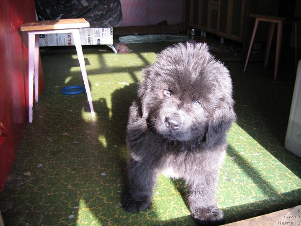 Фото: ньюфаундленд Zahar iz Medvej'ego YAra (Захар из Медвежьего Яра)