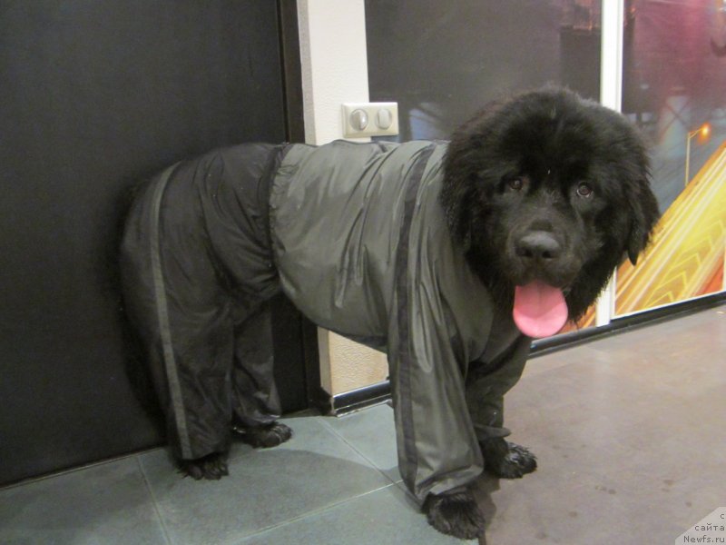 Фото: ньюфаундленд Van Len Taym Older (Ван Лен Тайм Олдер)