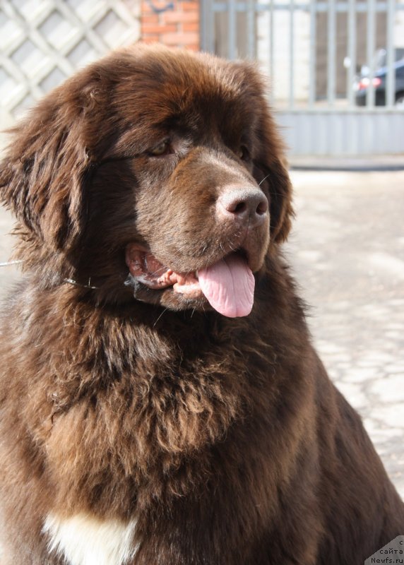 Фото: ньюфаундленд Aquatoriya Kelvin Heather Honey (Акватория Келвин Хизер Хани)