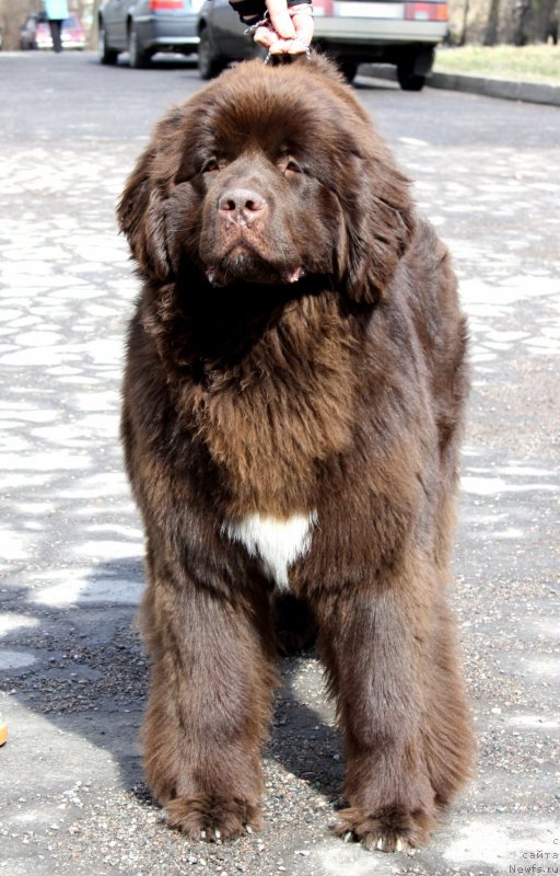 Фото: ньюфаундленд Aquatoriya Kelvin Heather Honey (Акватория Келвин Хизер Хани)