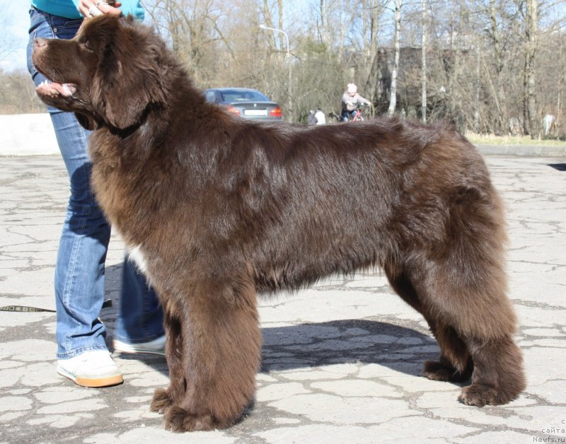 Фото: ньюфаундленд Aquatoriya Kelvin Heather Honey (Акватория Келвин Хизер Хани)