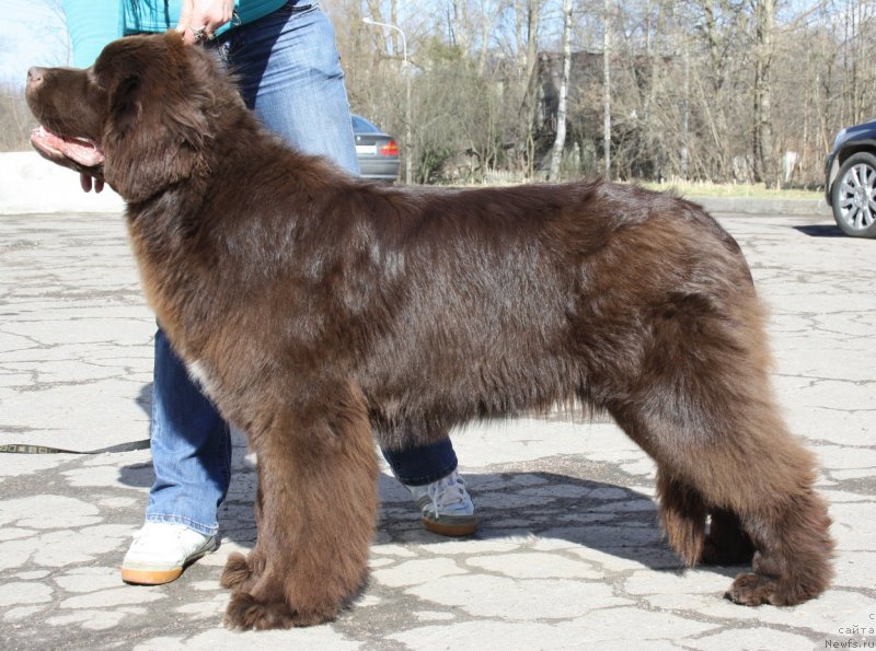 Фото: ньюфаундленд Aquatoriya Kelvin Heather Honey (Акватория Келвин Хизер Хани)