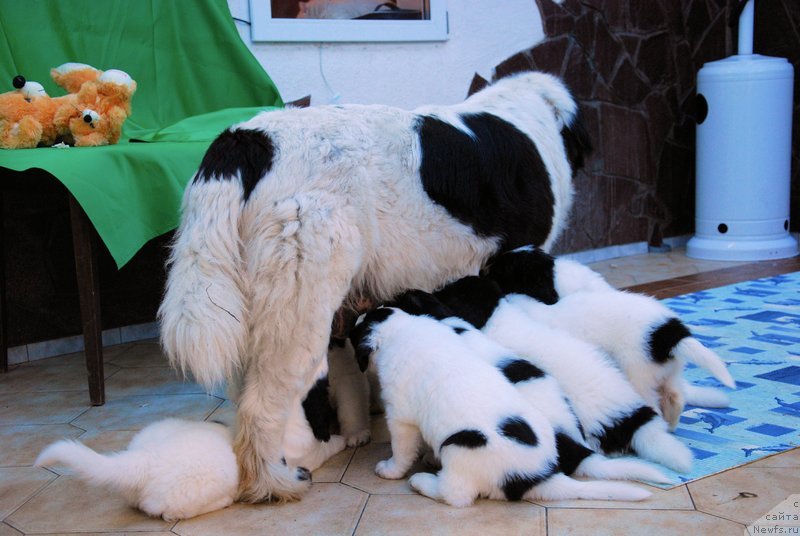 Фотография № 123341