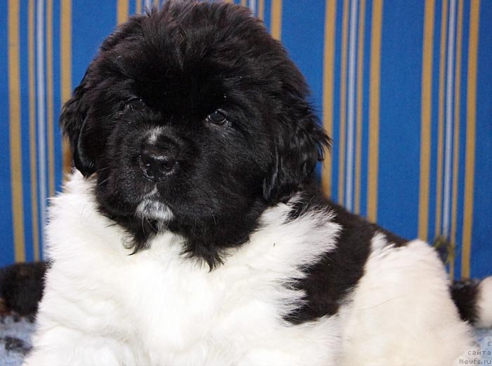 Фото: ньюфаундленд Super Bizon Cosmos (Супер Бизон Космос)