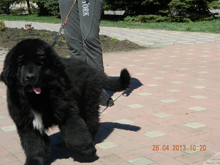 Фото: ньюфаундленд Sandra Rose Bavariya Belle (Сандра Роуз Бавария Бель)