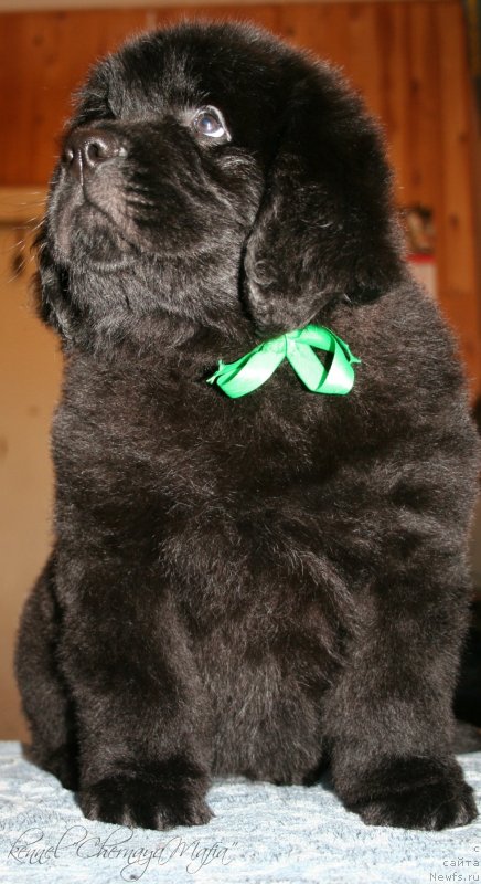 Фото: ньюфаундленд Chernaya Mafia Zoom Into Me (Черная Мафия Зоом Инто Ме), 55 дней