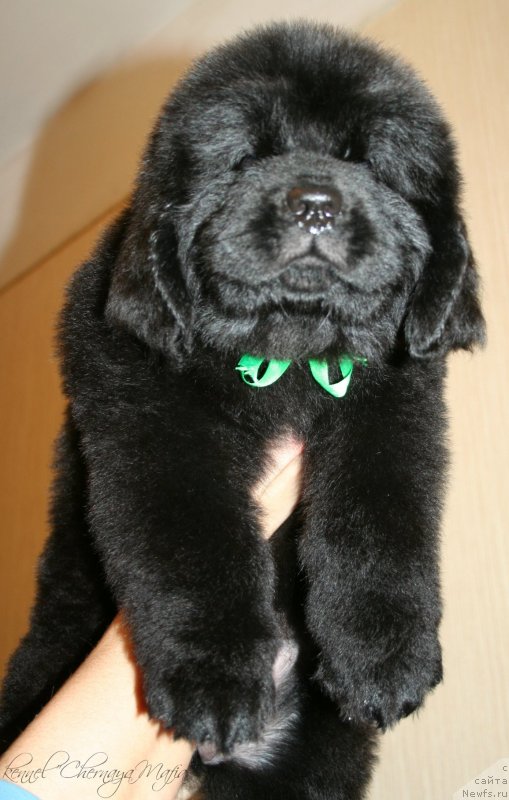 Фотография № 123369