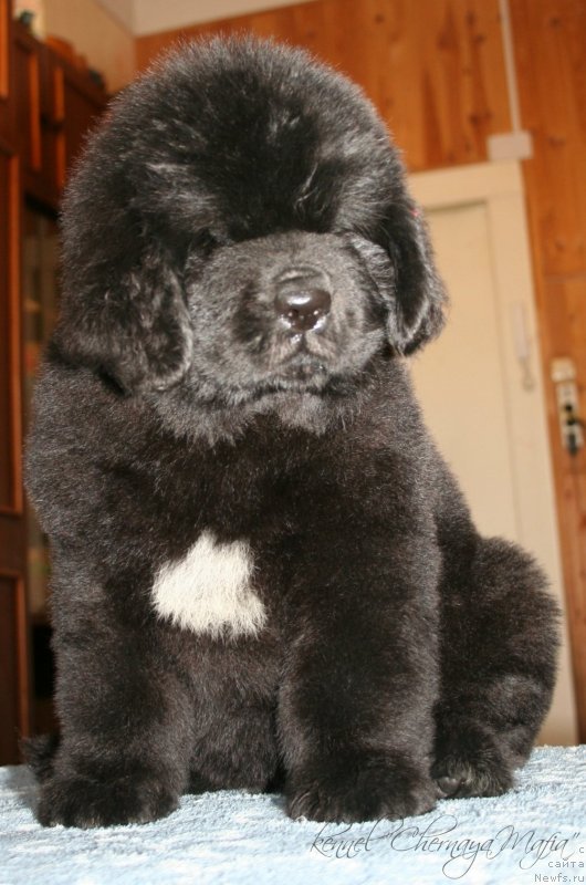 Фотография № 123374