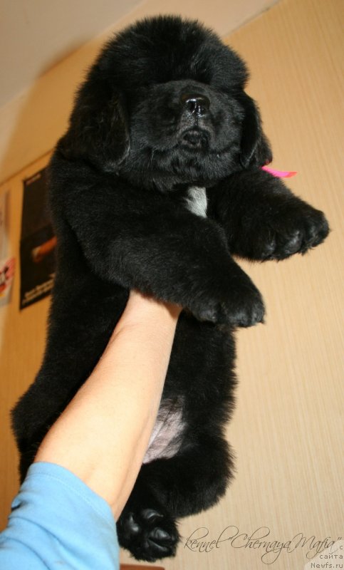 Фото: Chernaya Mafia Zend-Avesta, 55 дней