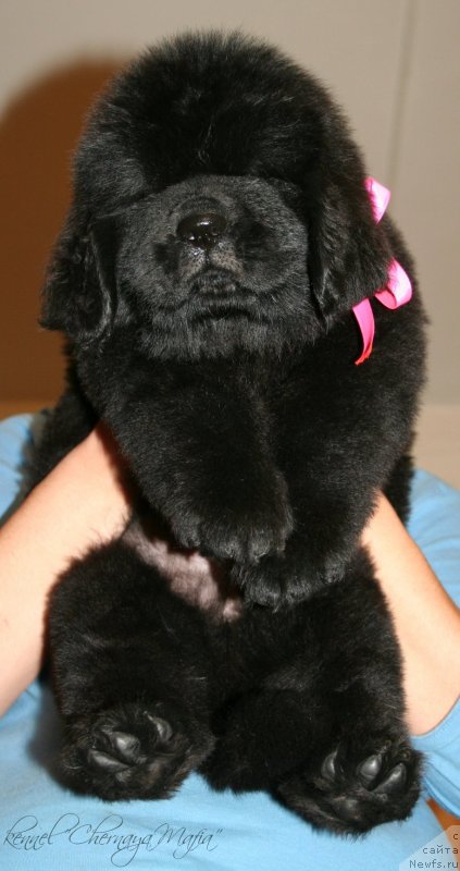 Фотография № 123376