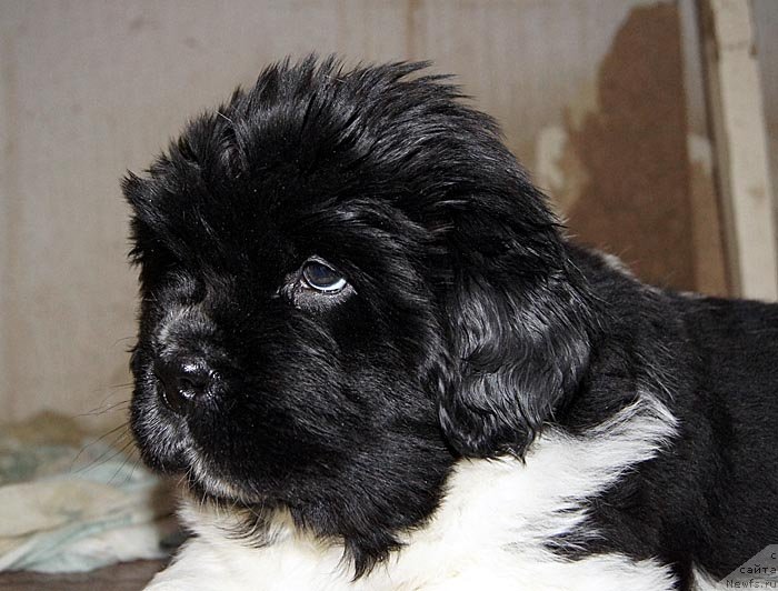 Фото: ньюфаундленд Super Bizon Cosmos (Супер Бизон Космос)