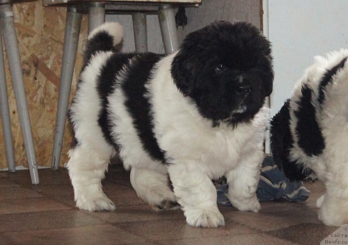 Фото: ньюфаундленд Super Bizon Cosmos (Супер Бизон Космос)