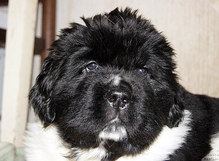 Фото: ньюфаундленд Super Bizon Cosmos (Супер Бизон Космос)