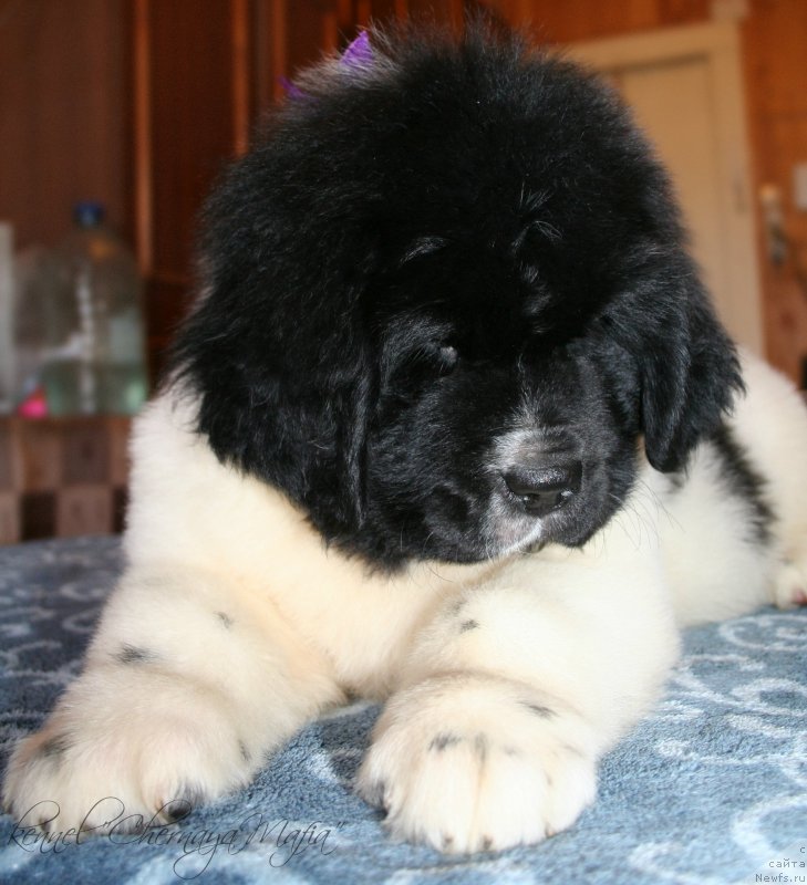 Фотография № 123382