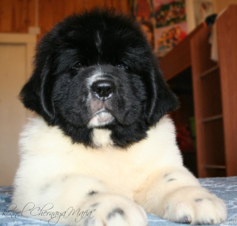 Фотография № 123383