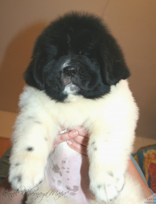 Фотография № 123384