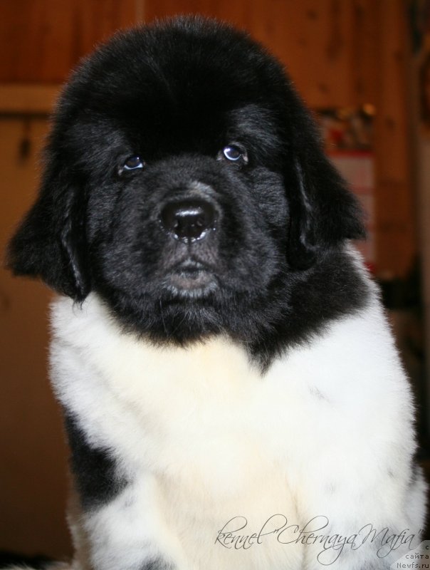 Фотография № 123388