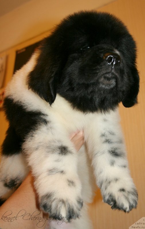 Фотография № 123389