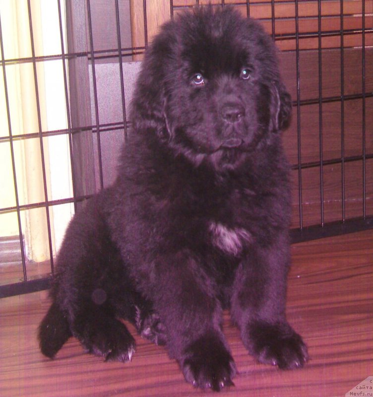 Фото: ньюфаундленд All the Best of the Dark Queen’s Castle