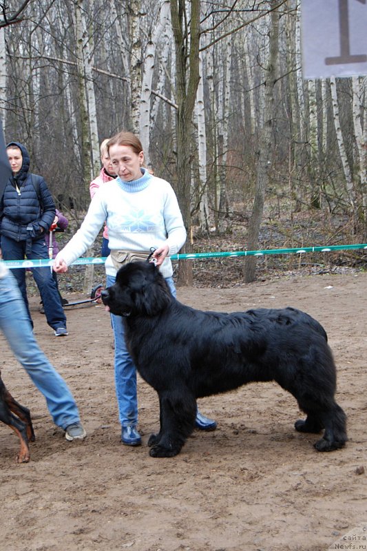 Фото: ньюфаундленд Toptyzhka Geroy Nashego Vremeni (Топтыжка Герой Нашего Времени)