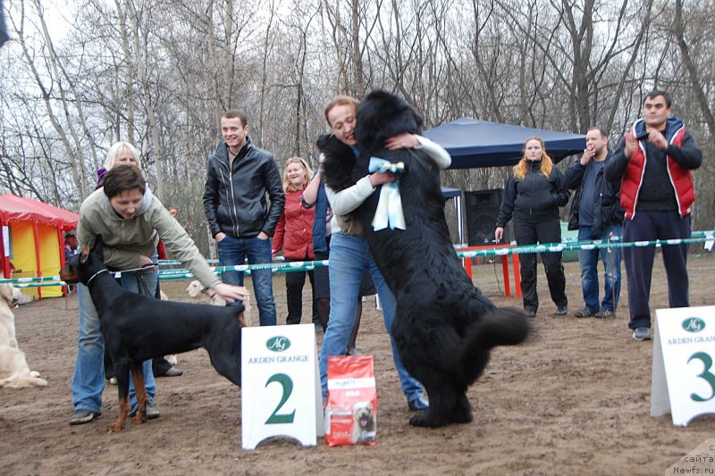 Фото: ньюфаундленд Toptyzhka Geroy Nashego Vremeni (Топтыжка Герой Нашего Времени), Antonina CHigvinceva (Антонина Чигвинцева)