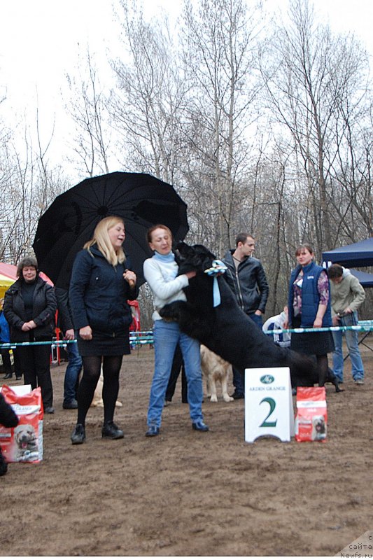 Фото: ньюфаундленд Toptyzhka Geroy Nashego Vremeni (Топтыжка Герой Нашего Времени)