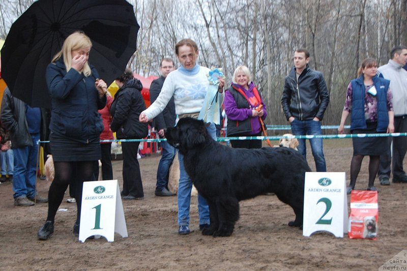 Фото: ньюфаундленд Toptyzhka Geroy Nashego Vremeni (Топтыжка Герой Нашего Времени)