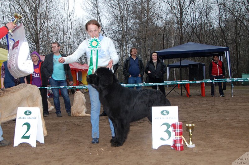 Фото: ньюфаундленд Toptyzhka Geroy Nashego Vremeni (Топтыжка Герой Нашего Времени)