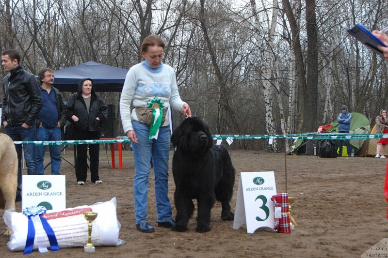 Фото: ньюфаундленд Toptyzhka Geroy Nashego Vremeni (Топтыжка Герой Нашего Времени)