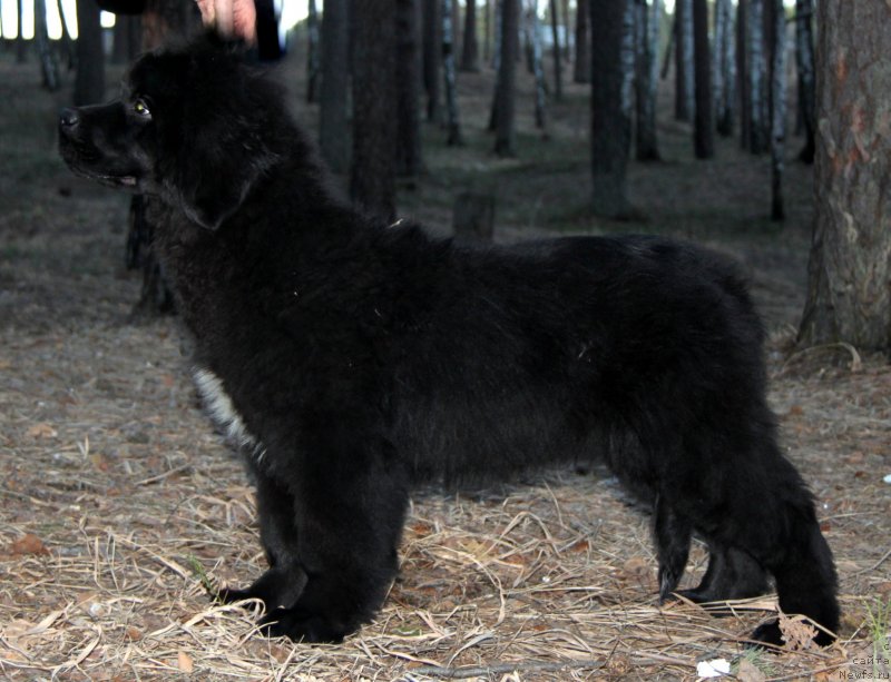 Фото: ньюфаундленд Akvatoriya Kelvin Cambiya (Акватория Келвин Цамбия)